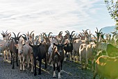 A herd of goats outside