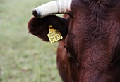A cow with an ear tag (close-up)