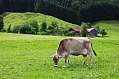 A cow in a meadow in Maierhöfen in Allgäu