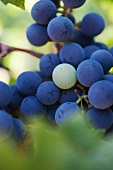 Close-up of blue grapes 