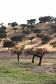 Portugal, Algarve, Monsaraz, Alentejo