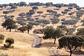 Algarve, Alentejo, Monsaraz