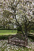 Blühender Magnolienbaum im Garten