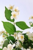 A sprig of jasmine with leaves