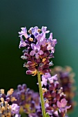 Lavender flowers (close-up)