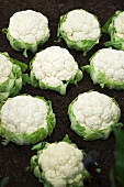 Cauliflowers in a field