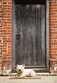 Dog lying in front of a vintage wooden door