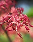 Read Japanese maple (acer palmatum rube)
