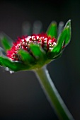 An echinacea flower