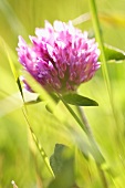 Meadow clover (trifolium pratense)