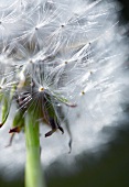 Gewöhnlicher Löwenzahn (Taraxacum officinale)