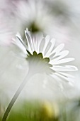 A daisy (bellis perennis)