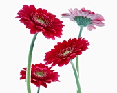 Rote Gerbera