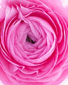 View from above of pink ranunculus blossom