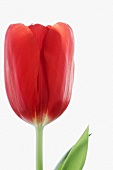 Eine rote Tulpenblüte vor weißem Hintergrund