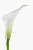 Eine weiße Callablüte vor weißem Hintergrund