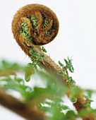 Tree fern (Dicksonia antarctica) with rolled up stems