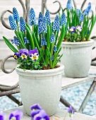 Blue grape hyacinth and horned pansies in plant pots