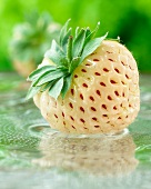 A white strawberry (pineapple strawberry)
