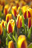 Tulpenbeet mit rot-gelben Tulpen (Tulipa Goudstuk)
