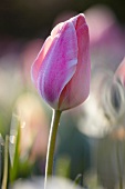 Eine rosafarbene Tulpenblüte (Tulipa Menton)