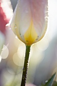 Tulpe (Tulipa Flaming Purissima)