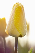 Zweifarbige Tulpe (Tulipa Candela)