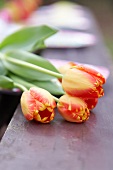 Zweifarbige Tulpen auf Tisch liegend