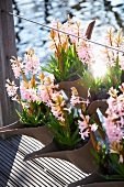 Pink hyacinth in plant containers