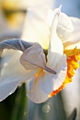 Two tone daffodil (Narcissus Royal Orange)