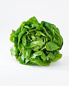 A butterhead lettuce (Lactuca Sativa Var. Capitata)