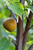 Asian Pear Tree in a Maine Garden