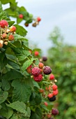 Wild Raspberries Growing in Maine