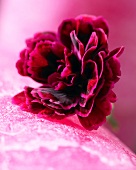 Eine dunkelrote Nelkenblüte (Nahaufnahme)