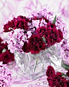 Dark red and two tone carnations (Dianthus Odessa)