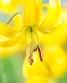 Gelbe Lilienblüte (Lilium Yellow Bunting)