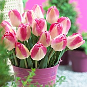 Rosafarbener Tulpenstrauss (Tulipa Innuendo)
