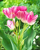 Pink tulips (Tulipa Dream Club)