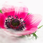 Pink anemone