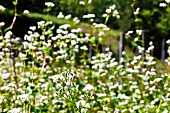 Flowering buckwheat (Fagopyrum Esculentum)