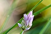 A chive flower (close-up)