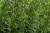 Eberraute im Freien (Artemisia Abrotanum)he
