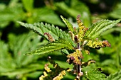 Stinging nettles (Urtica)