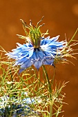 A blue thistle flower