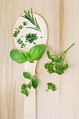 Rosemary, thyme, basil, oregano and parsley on a spoon