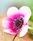 A pink anemone flower (close-up)
