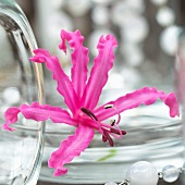 A pink nerine flower (Nerine Bowdenii)