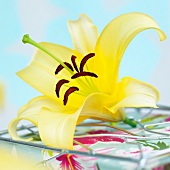 A yellow lilly (Lilium Yelloween)