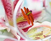 Gesprenkelte Lilienblüte (Lilium Mero Star)