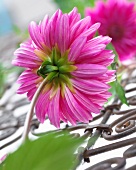A pink dahlia on a metal grille